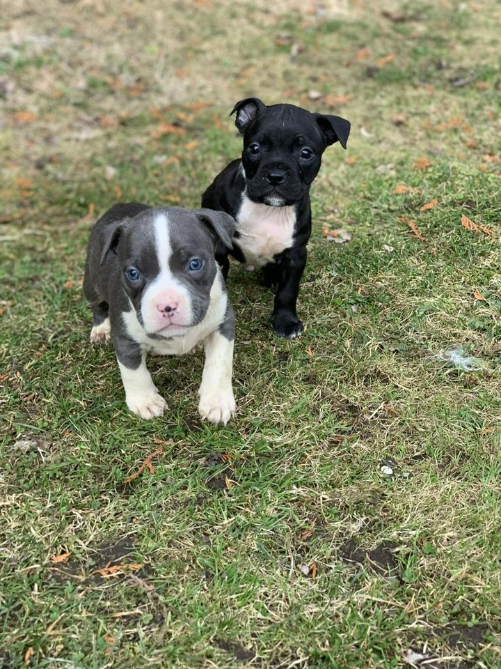 american bully valpar - Djurportal.se