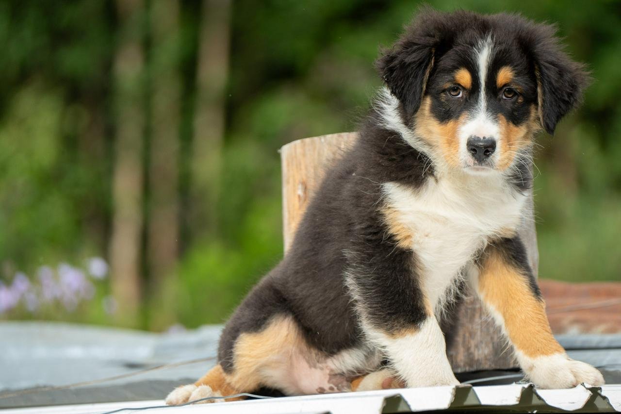 Australian Shepherd valp med stamtavla Djurportal.se