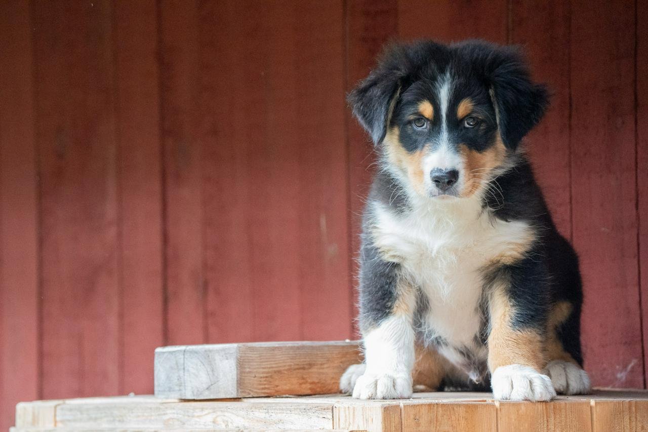 Australian Shepherd valp med stamtavla Djurportal.se