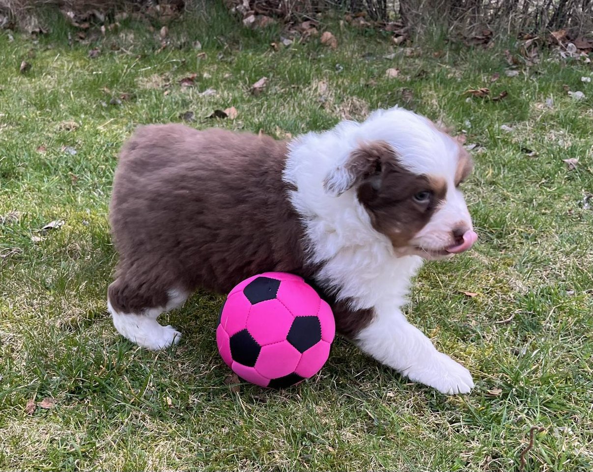 Australian Shepherd valpar Djurportal.se