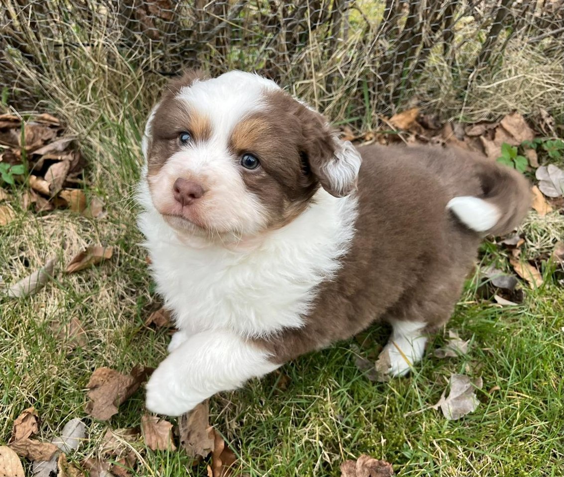 Australian Shepherd valpar Djurportal.se