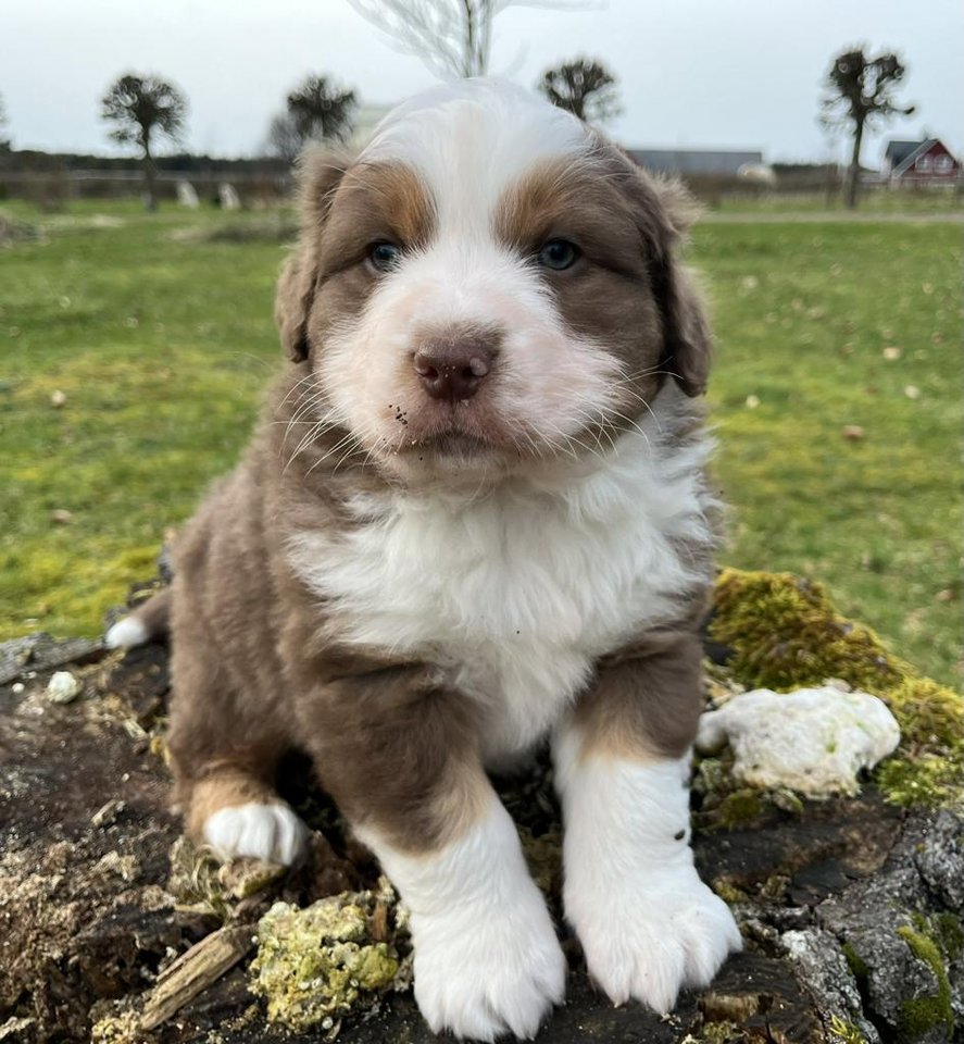 Australian Shepherd valpar Djurportal.se