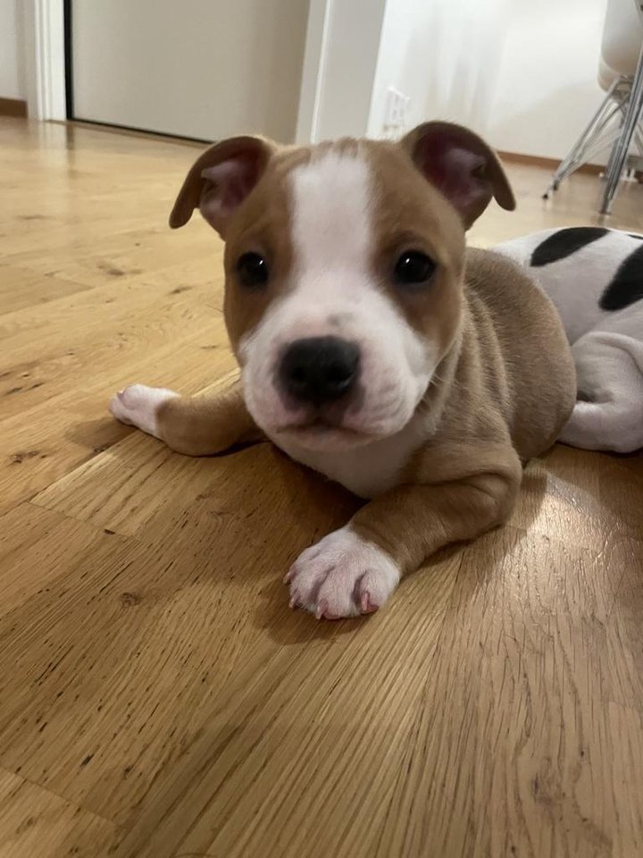 Staffordshire bullterrier valpar Djurportal.se