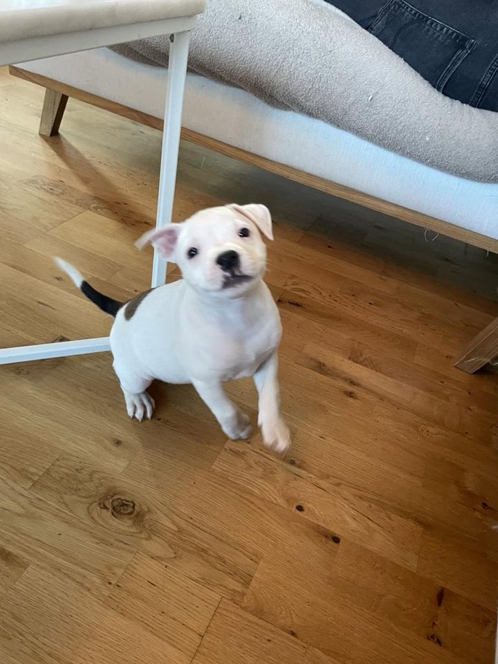 Staffordshire bullterrier valpar Djurportal.se